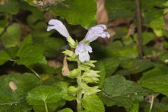 Meehan's Mint, Meehania cordata