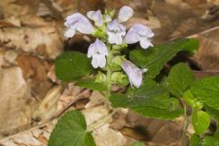 Meehan's Mint, Meehania cordata