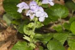 Meehan's Mint, Meehania cordata