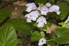 Meehan's Mint, Meehania cordata