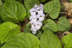 Meehan's Mint, Meehania cordata