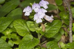 Meehan's Mint, Meehania cordata