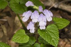 Meehan's Mint, Meehania cordata