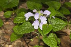 Meehan's Mint, Meehania cordata