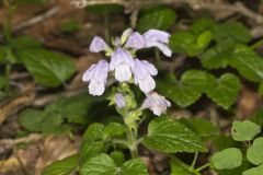 Meehan's Mint, Meehania cordata