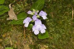 Meehan's Mint, Meehania cordata