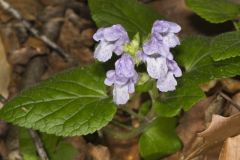 Meehan's Mint, Meehania cordata