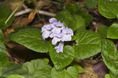 Meehan's Mint, Meehania cordata