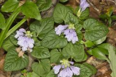 Meehan's Mint, Meehania cordata