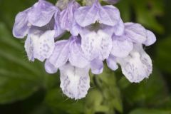 Meehan's Mint, Meehania cordata