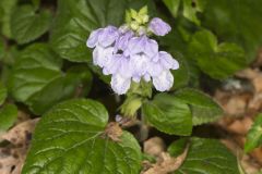 Meehan's Mint, Meehania cordata