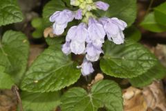 Meehan's Mint, Meehania cordata