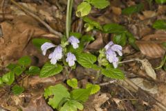 Meehan's Mint, Meehania cordata