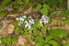 Meehan's Mint, Meehania cordata