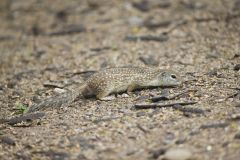 Mexican Ground Squirrel, Ictidomys mexicanus