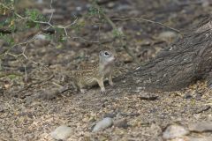 Mexican Ground Squirrel, Ictidomys mexicanus