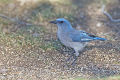 Mexican Jay, Aphelocoma wollweberi