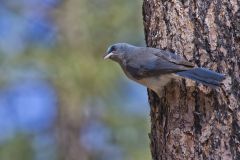 Mexican Jay, Aphelocoma wollweberi