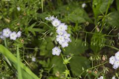 Miami Mist, Phacelia purshii