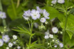 Miami Mist, Phacelia purshii