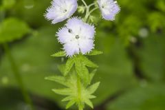 Miami Mist, Phacelia purshii