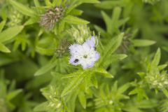 Miami Mist, Phacelia purshii