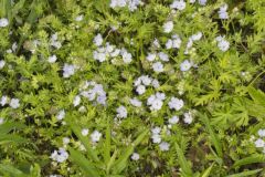 Miami Mist, Phacelia purshii