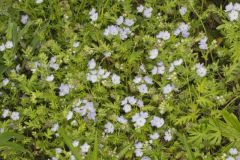 Miami Mist, Phacelia purshii