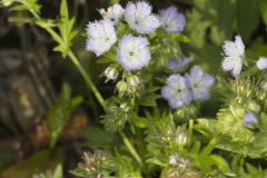 Miami Mist, Phacelia purshii