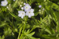 Miami Mist, Phacelia purshii