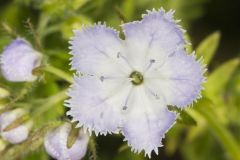 Miami Mist, Phacelia purshii