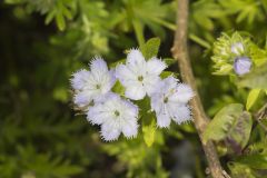 Miami Mist, Phacelia purshii