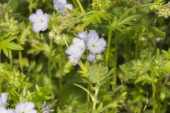 Miami Mist, Phacelia purshii