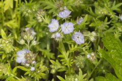 Miami Mist, Phacelia purshii