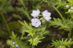 Miami Mist, Phacelia purshii