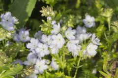 Miami Mist, Phacelia purshii