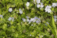 Miami Mist, Phacelia purshii