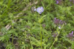 Miami Mist, Phacelia purshii