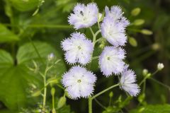 Miami Mist, Phacelia purshii