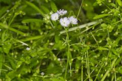 Miami Mist, Phacelia purshii