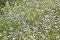 Miami Mist, Phacelia purshii