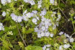 Miami Mist, Phacelia purshii