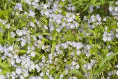 Miami Mist, Phacelia purshii