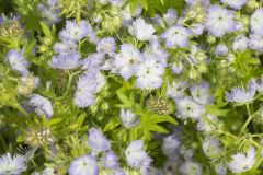 Miami Mist, Phacelia purshii