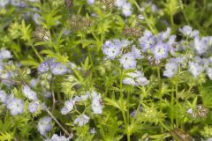 Miami Mist, Phacelia purshii