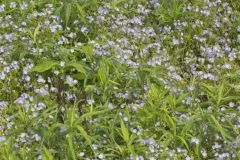 Miami Mist, Phacelia purshii