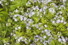 Miami Mist, Phacelia purshii