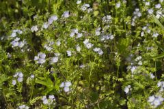 Miami Mist, Phacelia purshii