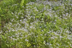 Miami Mist, Phacelia purshii