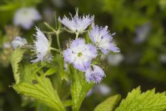 Miami Mist, Phacelia purshii